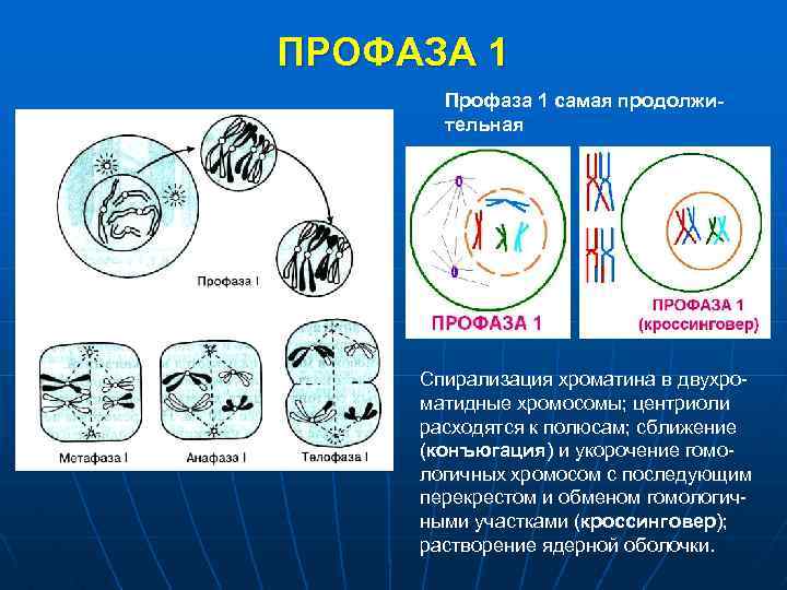 ПРОФАЗА 1 Профаза 1 самая продолжительная Спирализация хроматина в двухроматидные хромосомы; центриоли расходятся к