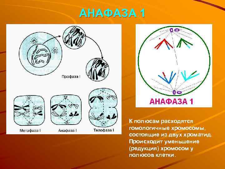 АНАФАЗА 1 К полюсам расходятся гомологичные хромосомы, состоящие из двух хроматид. Происходит уменьшение (редукция)