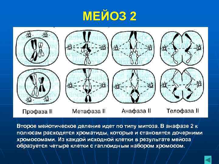 МЕЙОЗ 2 Второе мейотическое деление идет по типу митоза. В анафазе 2 к полюсам