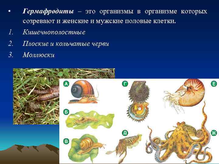  • Гермафродиты – это организмы в организме которых созревают и женские и мужские