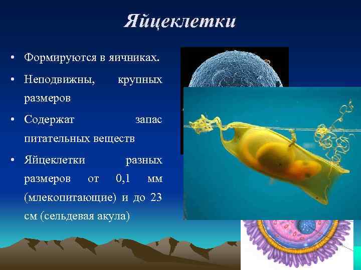 Яйцеклетки • Формируются в яичниках. • Неподвижны, крупных размеров • Содержат запас питательных веществ