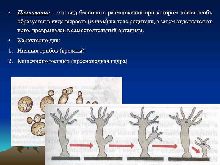  • Почкование – это вид бесполого размножения при котором новая особь образуется в