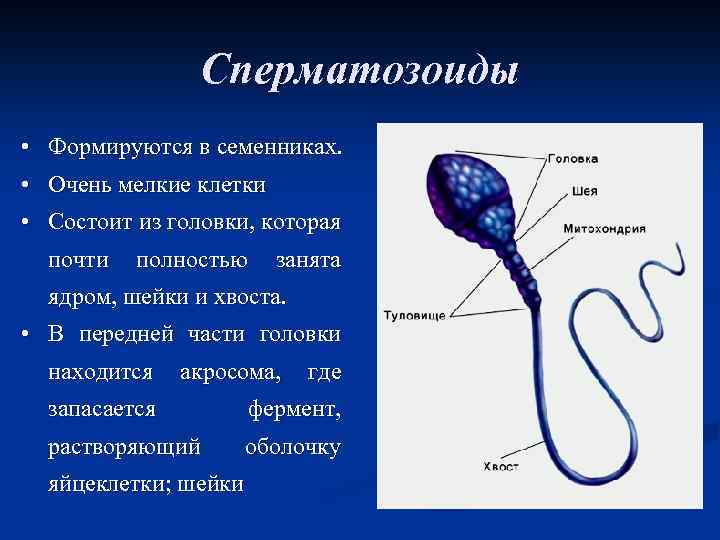 Сперматозоиды • Формируются в семенниках. • Очень мелкие клетки • Состоит из головки, которая