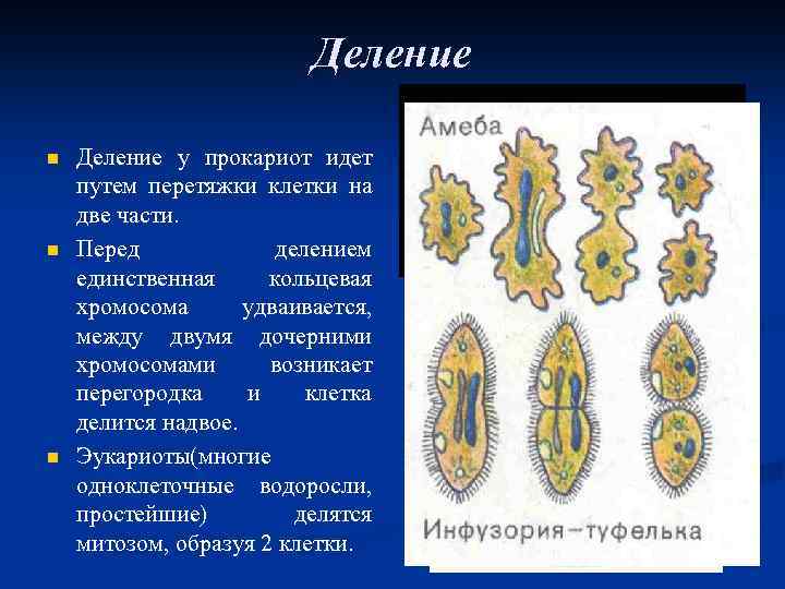Деление n n n Деление у прокариот идет путем перетяжки клетки на две части.