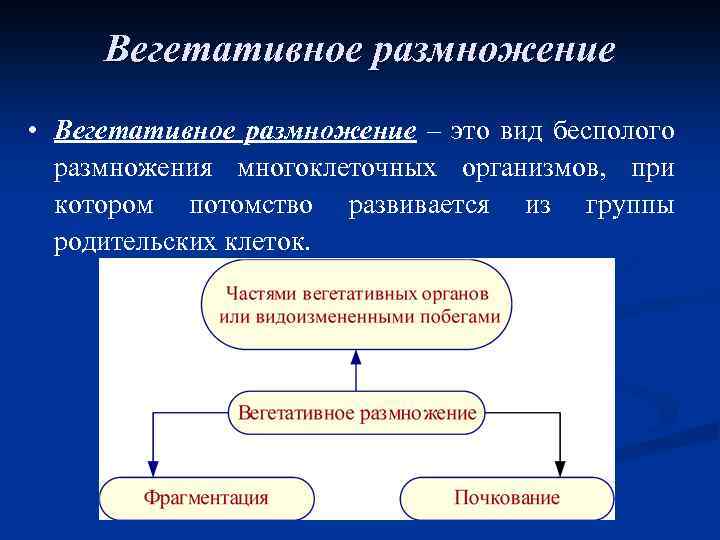 Вегетативное размножение • Вегетативное размножение – это вид бесполого размножения многоклеточных организмов, при котором