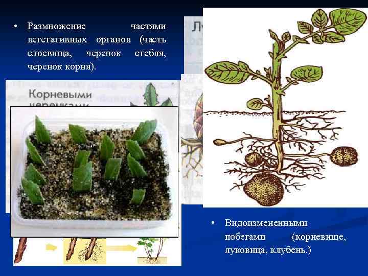  • Размножение частями вегетативных органов (часть слоевища, черенок стебля, черенок корня). • Видоизмененными
