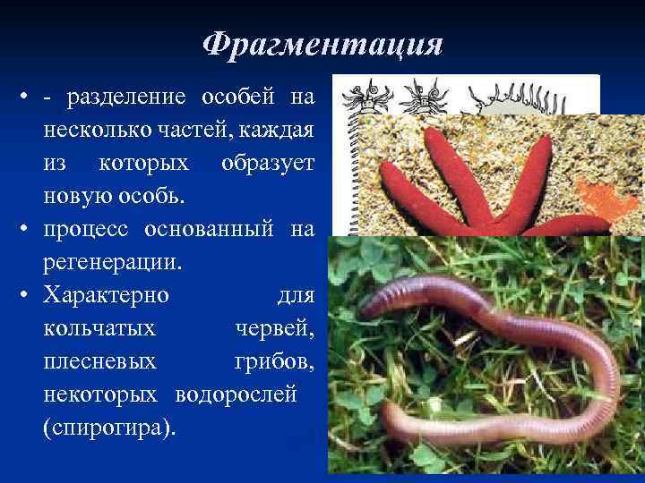 Фрагментация • - разделение особей на несколько частей, каждая из которых образует новую особь.