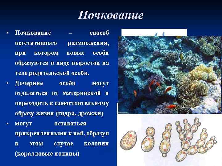 Почкование • Почкование – способ вегетативного размножения, при новые котором особи образуются в виде