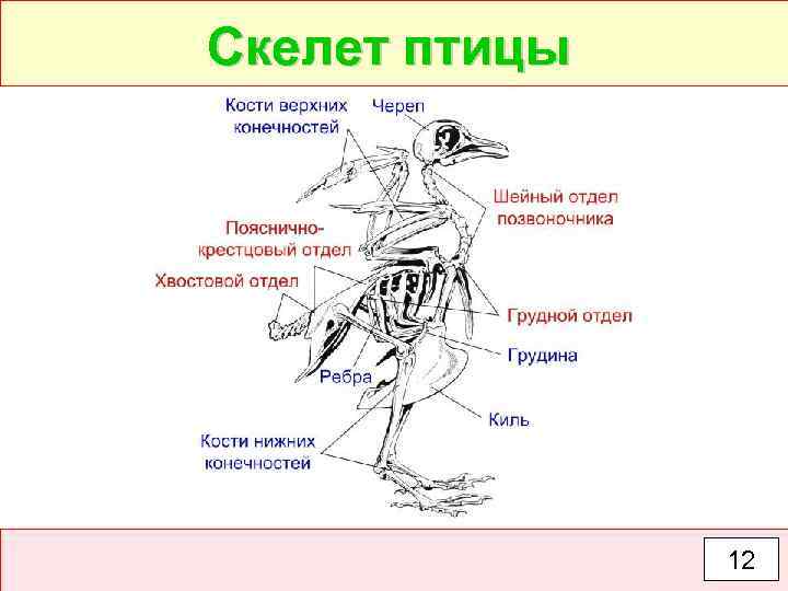 Скелет птицы 12 