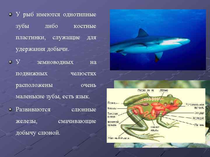 У рыб имеются однотипные зубы либо костные пластинки, служащие для удержания добычи. У земноводных