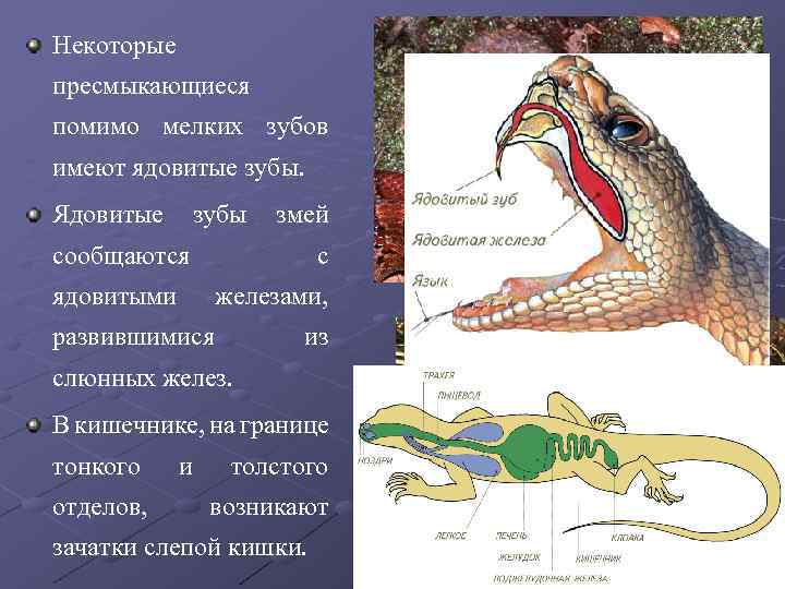 Некоторые пресмыкающиеся помимо мелких зубов имеют ядовитые зубы. Ядовитые зубы змей сообщаются с ядовитыми