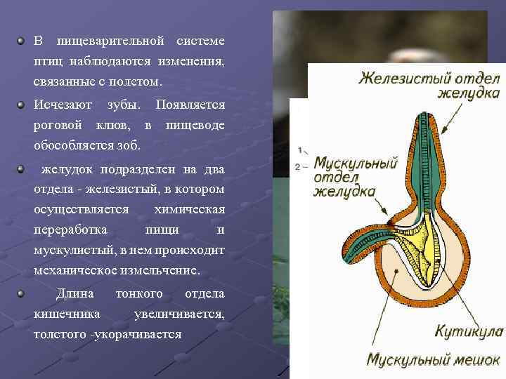 В пищеварительной системе птиц наблюдаются изменения, связанные с полетом. Исчезают зубы. Появляется роговой клюв,