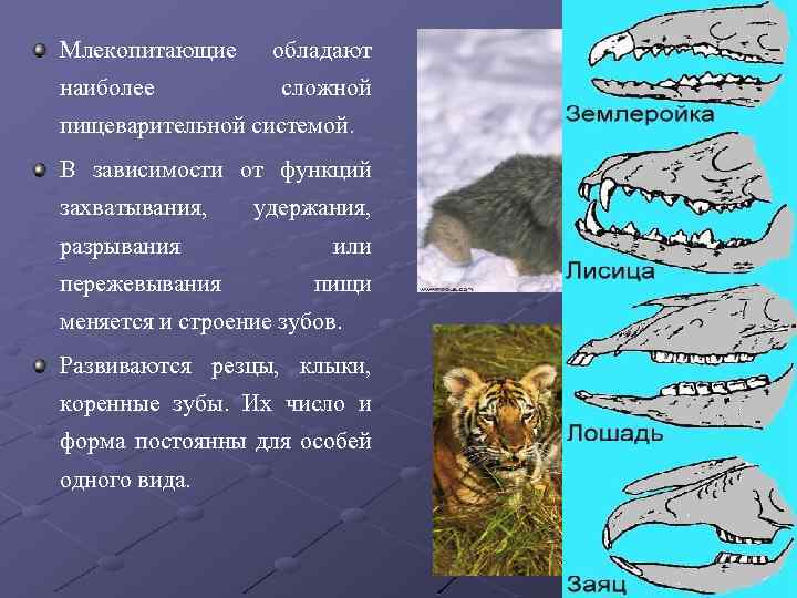 Млекопитающие наиболее обладают сложной пищеварительной системой. В зависимости от функций захватывания, разрывания пережевывания удержания,
