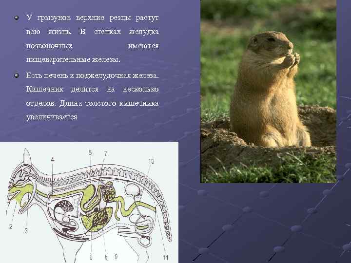 У грызунов верхние резцы растут всю жизнь. В стенках желудка позвоночных имеются пищеварительные железы.