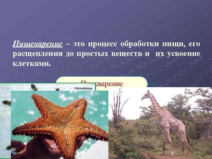 Пищеварение – это процесс обработки пищи, его расщепления до простых веществ и их усвоение