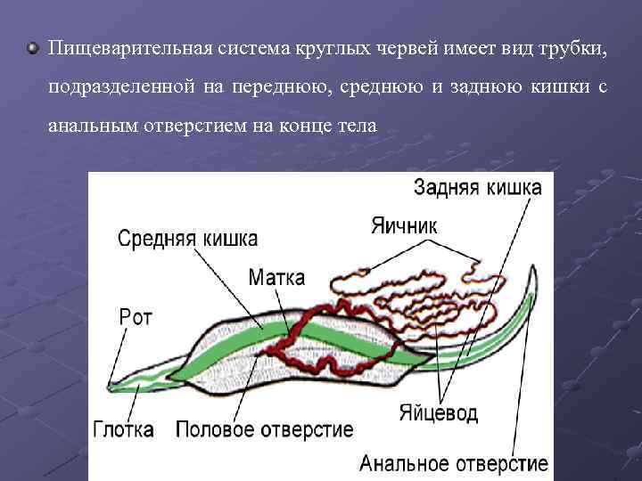 Пищеварительная система круглых червей имеет вид трубки, подразделенной на переднюю, среднюю и заднюю кишки