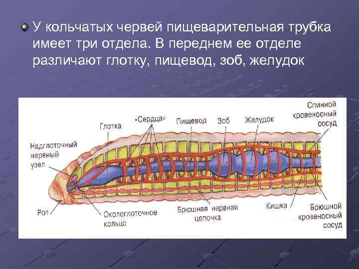 У кольчатых червей пищеварительная трубка имеет три отдела. В переднем ее отделе различают глотку,