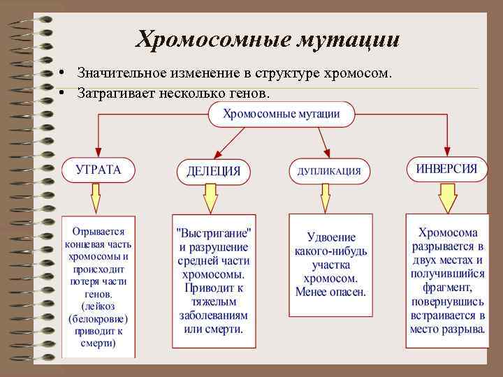 Хромосомные мутации • Значительное изменение в структуре хромосом. • Затрагивает несколько генов. 