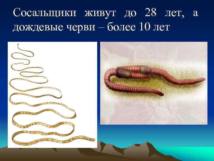 Сосальщики живут до 28 лет, а дождевые черви – более 10 лет 