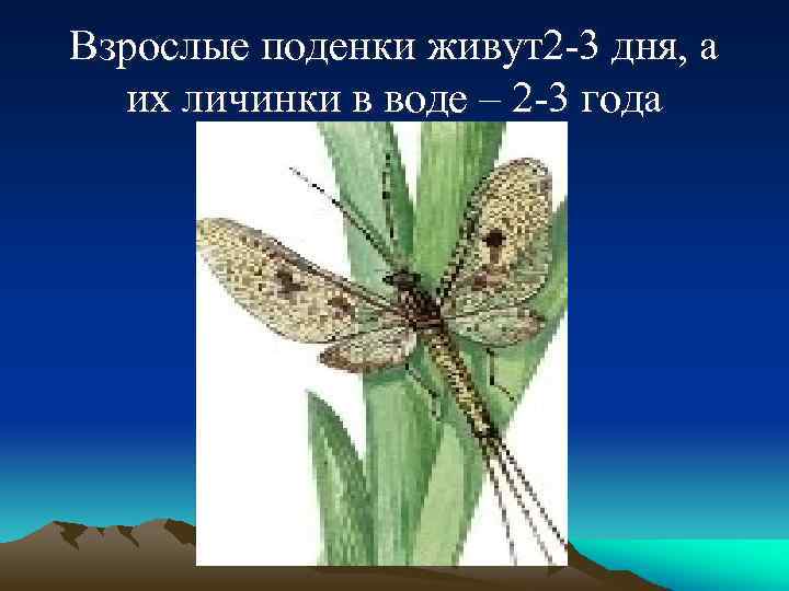 Взрослые поденки живут2 -3 дня, а их личинки в воде – 2 -3 года