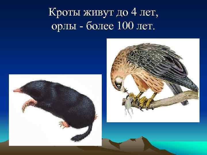 Кроты живут до 4 лет, орлы - более 100 лет. 