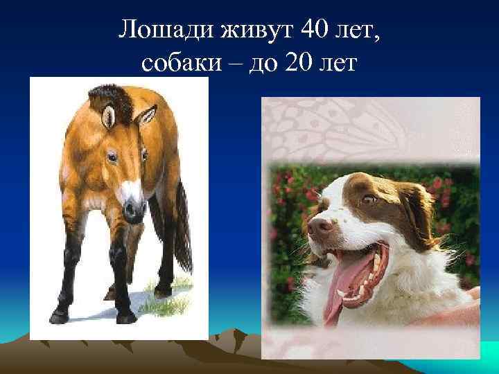 Лошади живут 40 лет, собаки – до 20 лет 