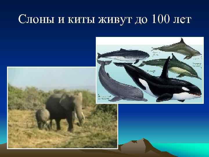 Слоны и киты живут до 100 лет 