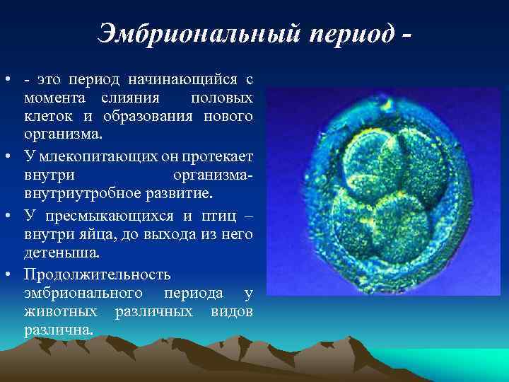 Эмбриональный период • - это период начинающийся с момента слияния половых клеток и образования
