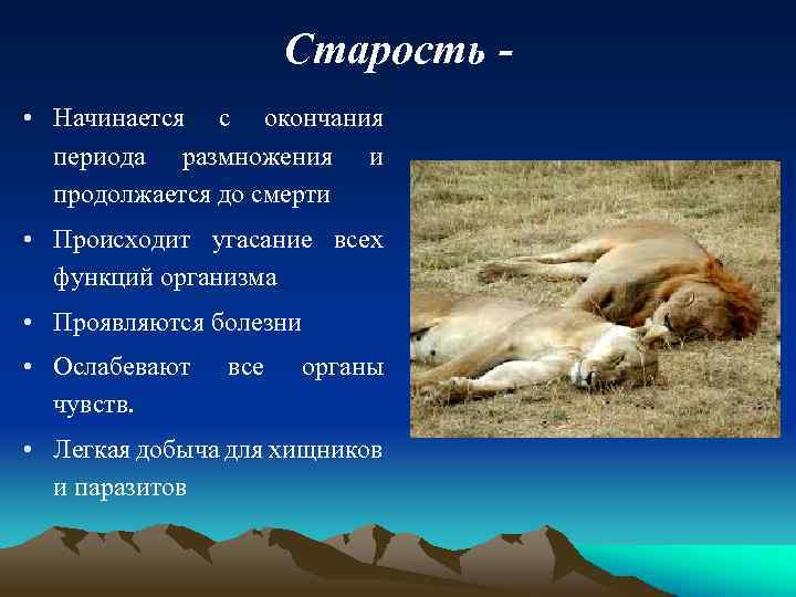 Старость • Начинается с окончания периода размножения и продолжается до смерти • Происходит угасание