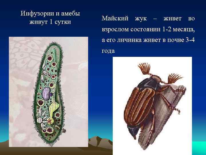 Инфузории и амебы живут 1 сутки Майский жук – живет во взрослом состоянии 1