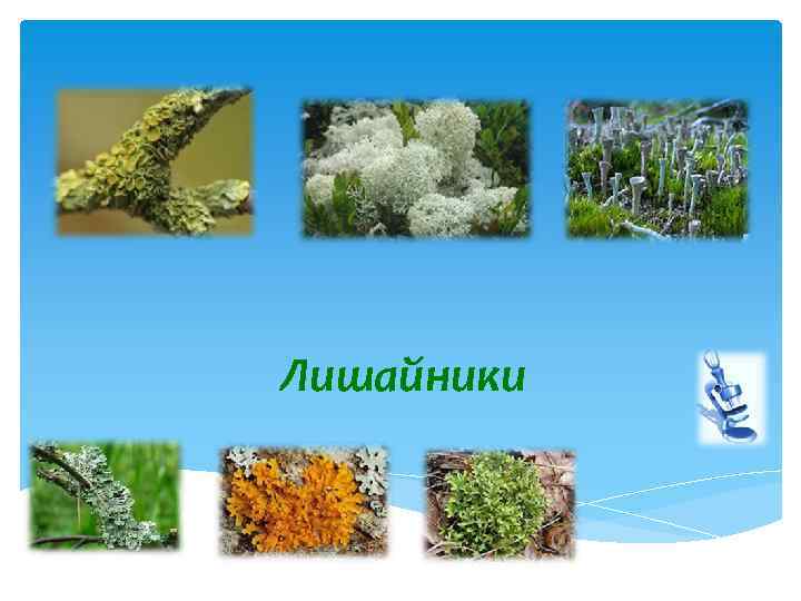 Лишайники 