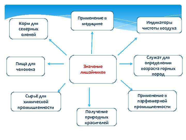 Корм для северных оленей Пища для человека Сырьё для химической промышленности Применение в медицине