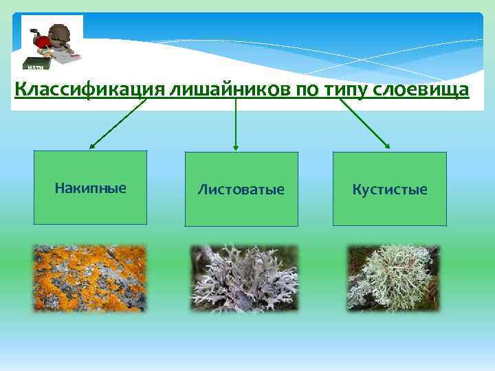 Классификация лишайников по типу слоевища Накипные Листоватые Кустистые 