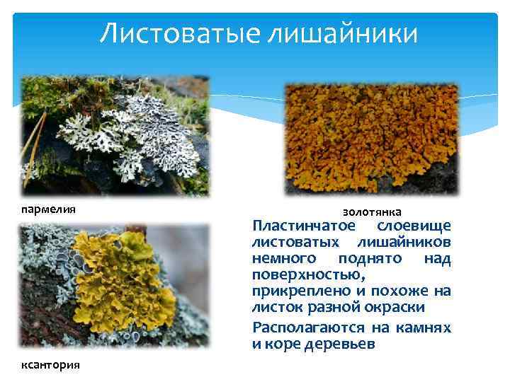Листоватые лишайники пармелия ксантория золотянка Пластинчатое слоевище листоватых лишайников немного поднято над поверхностью, прикреплено
