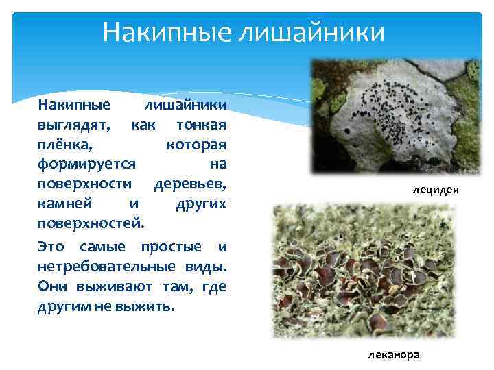 Накипные лишайники выглядят, как тонкая плёнка, которая формируется на поверхности деревьев, камней и других