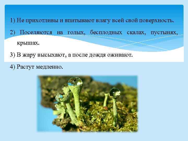 1) Не прихотливы и впитывают влагу всей свой поверхность. 2) Поселяются на голых, бесплодных