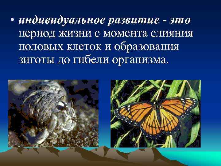  • индивидуальное развитие - это период жизни с момента слияния половых клеток и