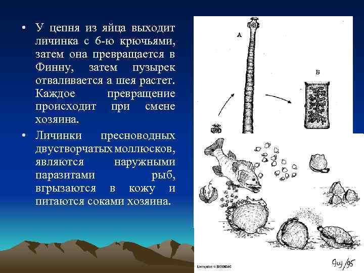  • У цепня из яйца выходит личинка с 6 -ю крючьями, затем она