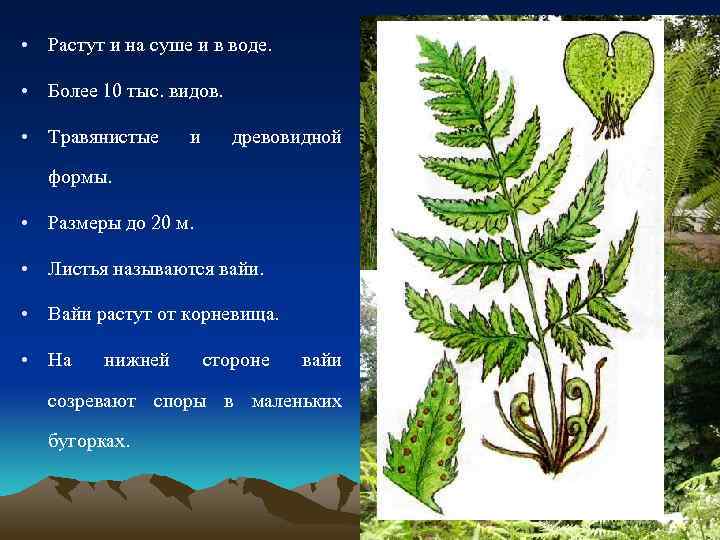  • Растут и на суше и в воде. • Более 10 тыс. видов.