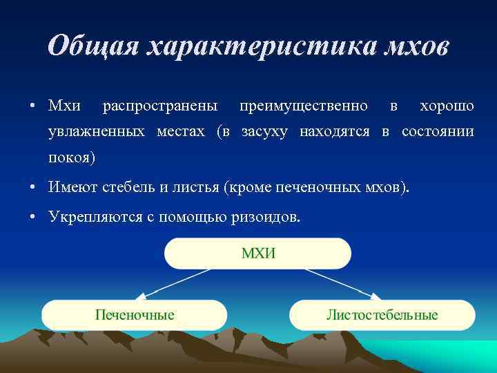 Общая характеристика мхов • Мхи распространены преимущественно в хорошо увлажненных местах (в засуху находятся