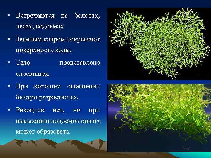  • Встречаются на болотах, лесах, водоемах • Зеленым ковром покрывают поверхность воды. •