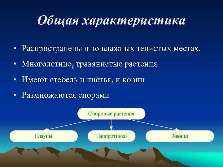 Общая характеристика • Распространены в во влажных тенистых местах. • Многолетние, травянистые растения •