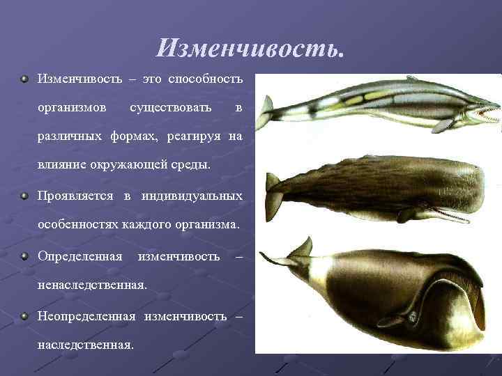 Изменчивость – это способность организмов существовать в различных формах, реагируя на влияние окружающей среды.