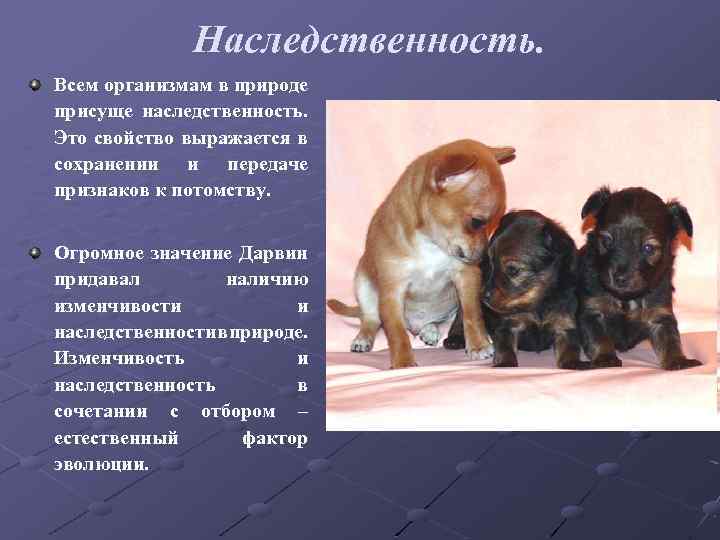 Наследственность. Всем организмам в природе присуще наследственность. Это свойство выражается в сохранении и передаче