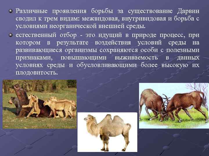 Различные проявления борьбы за существование Дарвин сводил к трем видам: межвидовая, внутривидовая и борьба