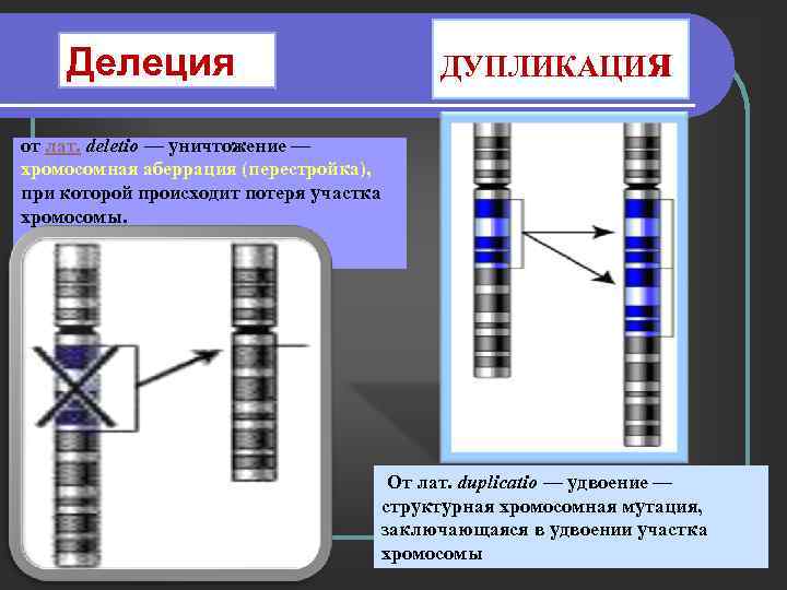 Рассмотрите фотографии хромосомных мутаций делеции инверсии дупликации