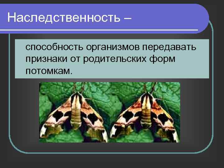 Наследственность – способность организмов передавать признаки от родительских форм потомкам. 
