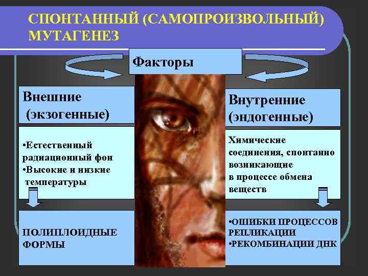 СПОНТАННЫЙ (САМОПРОИЗВОЛЬНЫЙ) МУТАГЕНЕЗ Факторы Внешние (экзогенные) Внутренние (эндогенные) • Естественный радиационный фон • Высокие