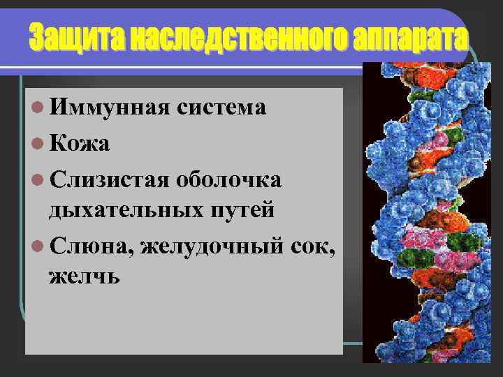 l Иммунная система l Кожа l Слизистая оболочка дыхательных путей l Слюна, желудочный сок,