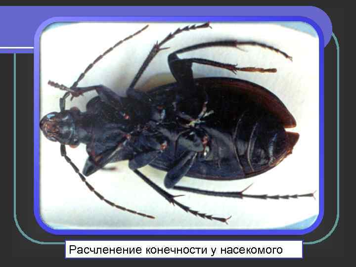 Расчленение конечности у насекомого 